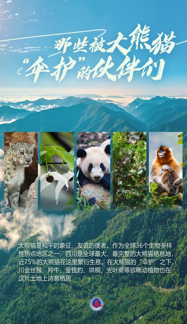 涨盈配 海报丨那些被大熊猫“伞护”的伙伴们